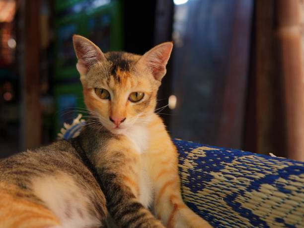 istock a calico cat with a cute face is relaxing 1679168465