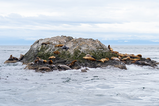 Steller sea lions on a rock island in the San Juan Islands, Washington, USA - June, 2023. The Steller sea lion (Eumetopias jubatus) is a large, near-threatened species of sea lion.