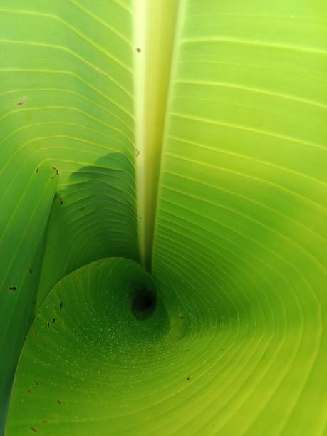 istock Young banana leaves with wrapping (green background) 1679185907