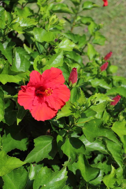istock bright red hibiscus flower 1679188203