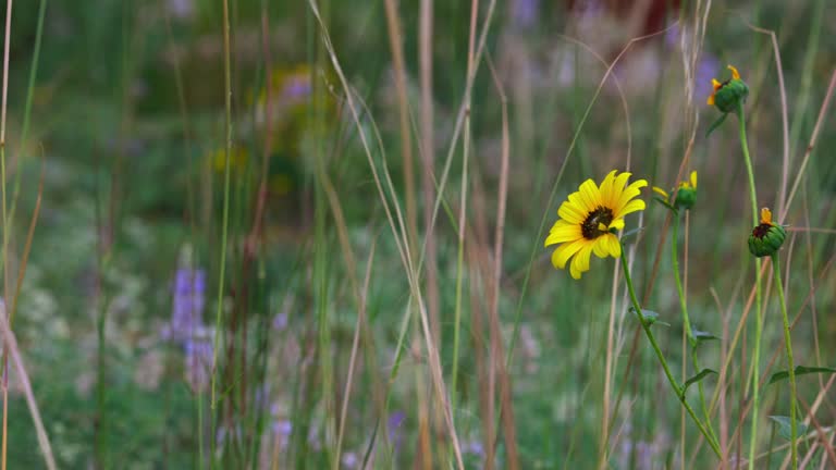 Wildflowers in Rocky Mountain National Wildlife Refuge in Colorado