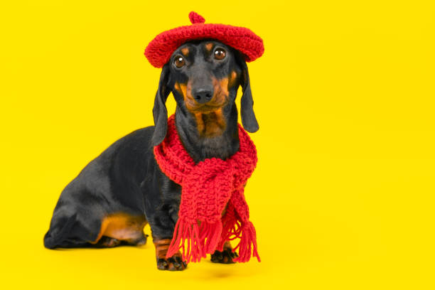 赤いベレー帽の犬、暖かいニットのスカーフ服フレンチシック 子供のペットコレクション