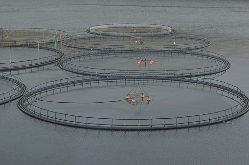 Open water aquaculture salmon fishfarm on Faroe Islands