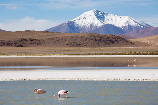 Two Andean flamingos wading in high altitude lake in the Bolivian Altiplano with snowcapped mountain in background