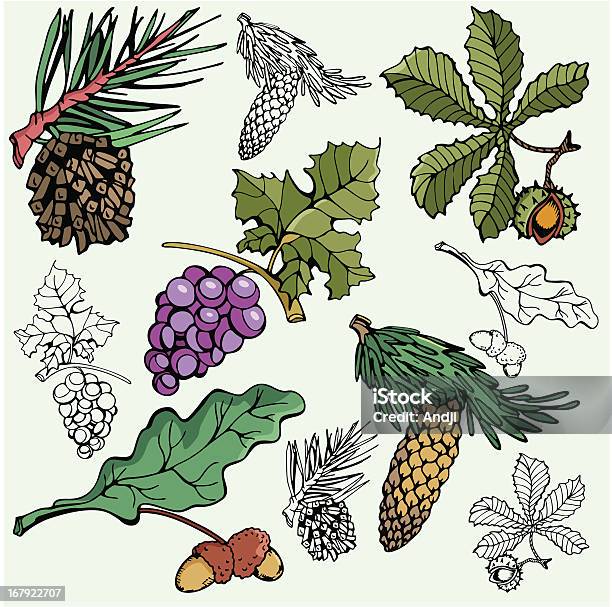 Plant Illustrations I Stock Illustration - Download Image Now - Acorn, Alcohol - Drink, Autumn