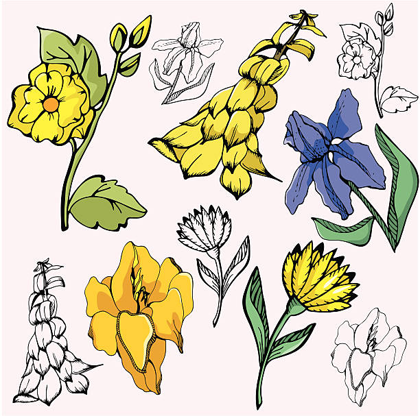 Flower Illustrations XVI (Vector) vector art illustration