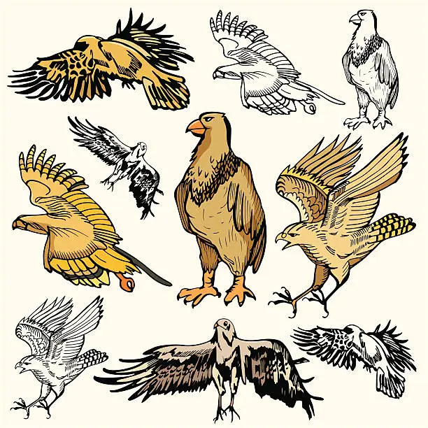 Vector illustration of Bird Illustrations XII: Eagles (Vector)