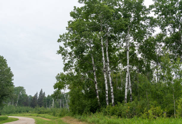 White birch (Betula papyrifera) trees in Manitoba, Canada.