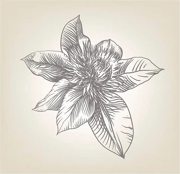 Vector illustration of Flower.