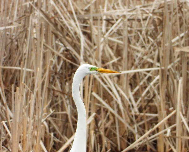 istock Great Egret (Ardea alba) North American Wading Bird 1679243574