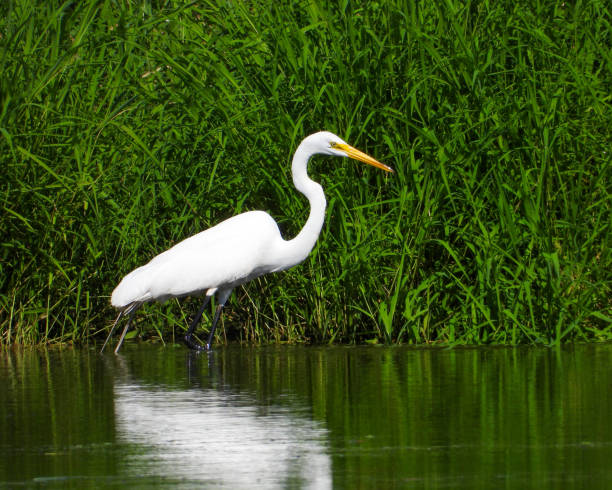 istock Great Egret (Ardea alba) North American Wading Bird 1679246534