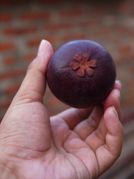 a person's hand holding a mangosteen fruit