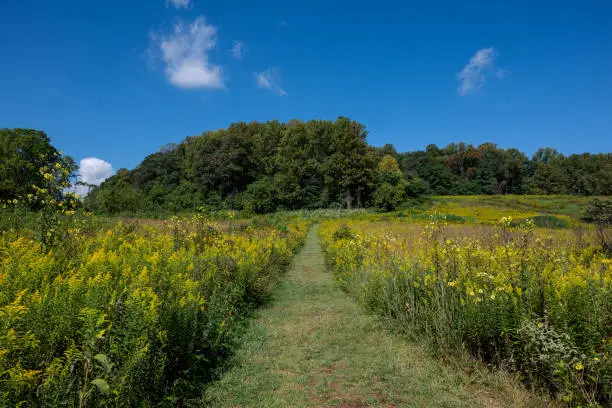 Grassland trail through a meadow of goldenrod and other native perennial plants and grasses on an autumn day. Goldenrod are species found in open areas such as meadows, prairies, and savannas.