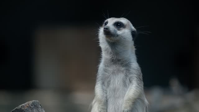 Meerkat close-up