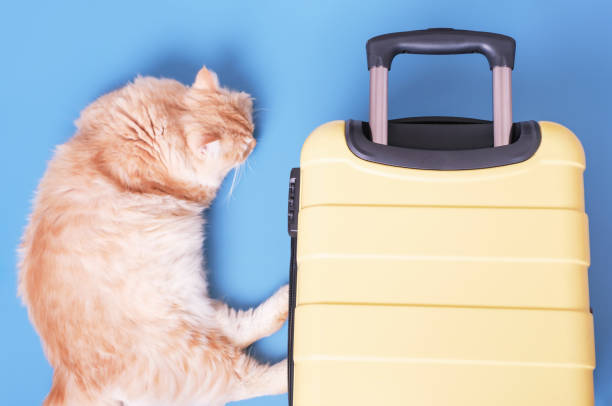 istock Fluffy ginger cat lies next to yellow suitcase on blue background, top view. 1679255942