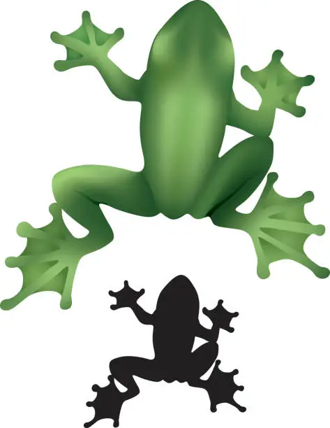 Vector illustration of A small frog in black and a large frog in green