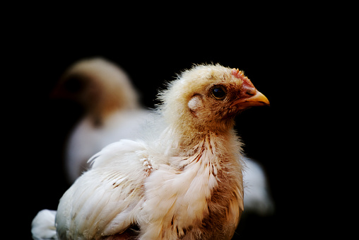 Portrait of young small chick on a black background