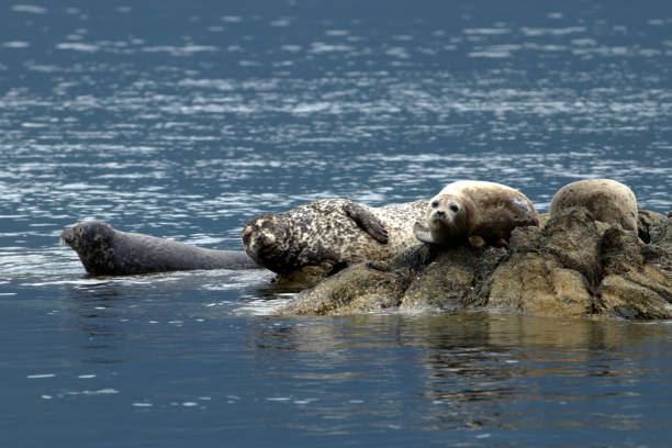 istock Seals relaxing on coastal rocks 1679273375