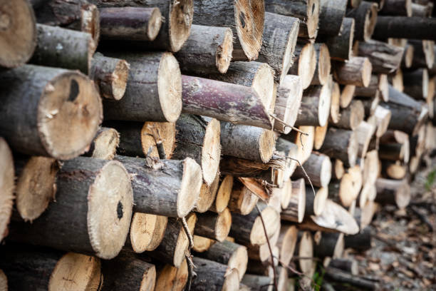 istock Selective blur on Wooden logs, timber, piled and stacked in a cutting tree area in a mountain forest, in Fruska gora, Serbia waiting to be processed and exported 1679285234
