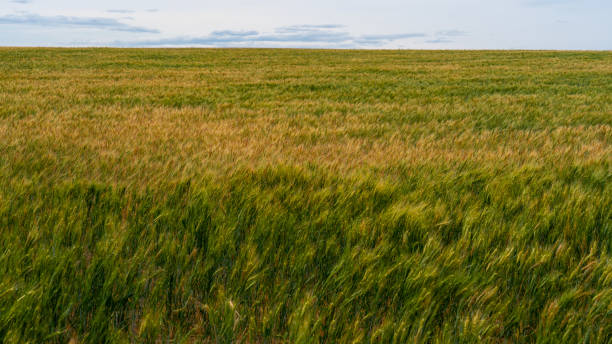istock Green and yellow wheatfield in summer. 1679318093