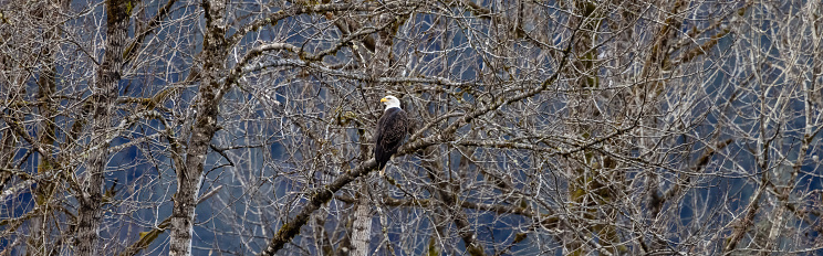 Eagle viewing in Squamish, BC, Canada. Brackendale is the Bald Eagle Capital of the World.