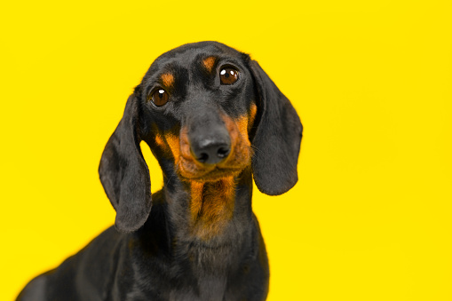 Portrait of little dachshund dog, head tilted to one side look sad unprotected touching look on yellow background Lonely abandoned puppy is waiting for new owner looking for home Problem of stray pet