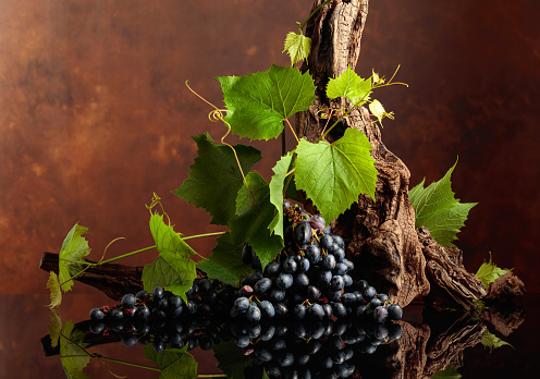 Blue grapes, vine branches, and old snags on a black reflective background. Copy space.