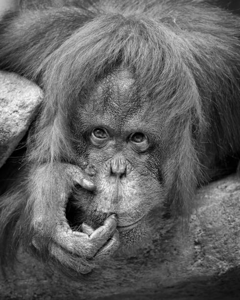 Bornean Organgutan (Pongo pygmaues) closeup portrait in black and white