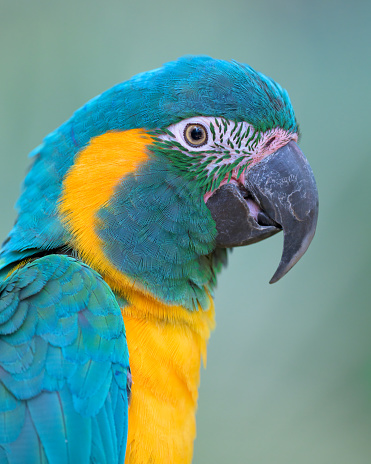 Blue-and-yellow macaw (Ara ararauna) profile portrait close up