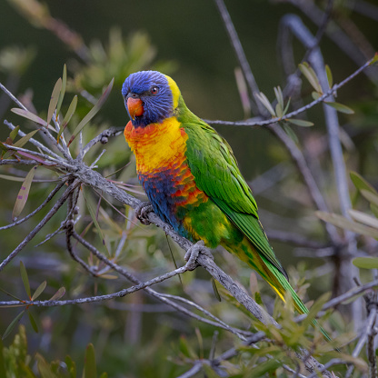 Australian native rainbow lorikeet scavenging on the ground