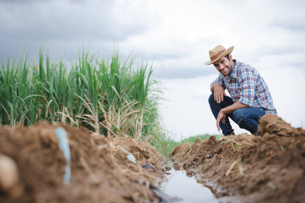 istock Farmers and water system management in sugarcane fields 1679377216