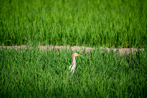 Nature's Harmony: Small Egret Foraging in Vibrant Rice Paddies. Scenery of rice fields in Zhunan Town, Miaoli County. Taiwan