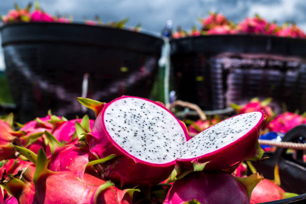 Fresh dragon fruit tropical in thailand, Healthy fruit concept.
