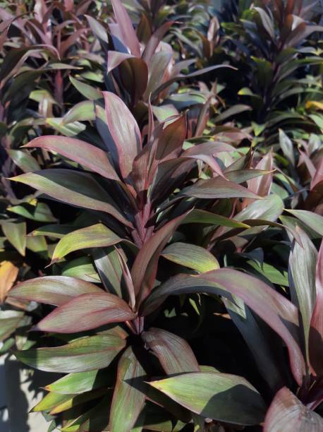 istock Hanjuang Ornamental Plants 1679429303