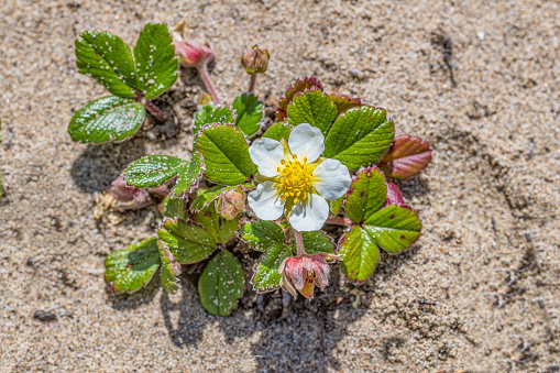 Fragaria chiloensis, the beach strawberry, Chilean strawberry, or coastal strawberry. It is native to the Pacific Ocean coasts of North and South America. Abbotts Lagoon, Point Reyes National Seashore, California.
Rosaceae.