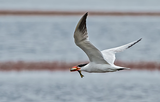 The Caspian tern (Hydroprogne caspia, formerly Sterna caspia) is a species of tern, with a subcosmopolitan but scattered distribution and found in Point Reyes National Seashore, California. Flying with a fish in its bill.
