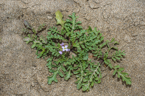 Recently grown green plants passing through sand on coast of lake in Uruguay