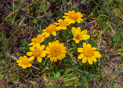 Lasthenia californica is a species of flowering plant in the family Asteraceae known by the common name California goldfields. It is native to western North America.. Abbotts Lagoon, Point Reyes National Seashore, California.
