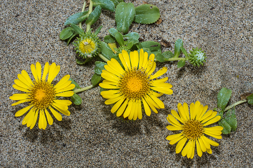 Grindelia stricta is a species of flowering plant in the daisy family known by the common names Oregon gumplant, Oregon gumweed  or gumplant and found in Point Reyes.
