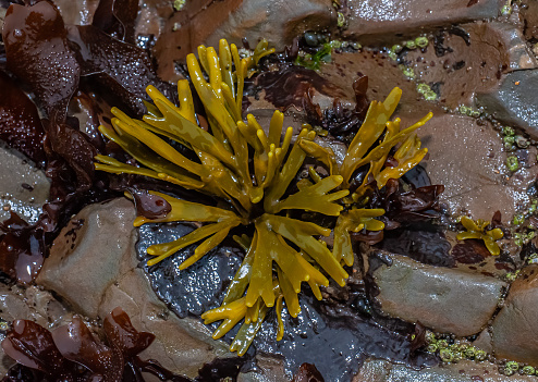 Brown Algae, Little Rockweed, Ochrophyta. Pelvetiopsis limitata, a small brown algae growing on the rock at Duxbury Reef State Marine Conservation Area in Marin County, California. Tidepool plant.