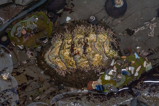 Mopalia muscosa, the mossy chiton, is a species of chiton, a polyplacophoran, an eight-plated marine mollusk. It is a northeastern Pacific species which occurs from British Columbia, Canada, to Baja California Mexico. Duxbury Reef State Marine Conservation Area, Marin County, California.