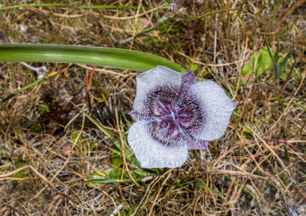 calochortus tolmiei ist eine nordamerikanische pflanzenart aus der familie der liliengewächse, die unter den gebräuchlichen namen tolmie-sterntulpe und pussy-ohren bekannt ist. abbotts lagoon, point reyes national seashore, kalifornien. - globe lily stock-fotos und bilder