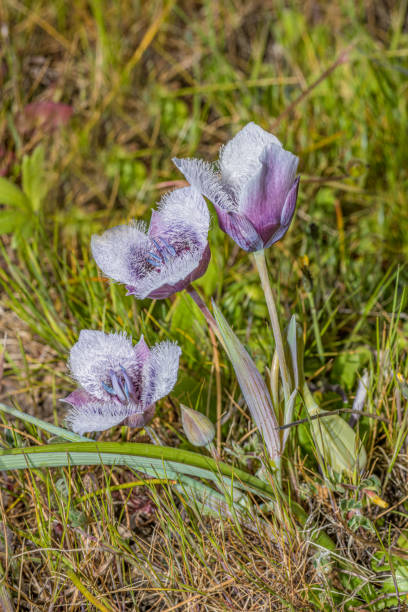 calochortus tolmiei ist eine nordamerikanische pflanzenart aus der familie der liliengewächse, die unter den gebräuchlichen namen tolmie-sterntulpe und pussy-ohren bekannt ist. abbotts lagoon, point reyes national seashore, kalifornien. - globe lily stock-fotos und bilder