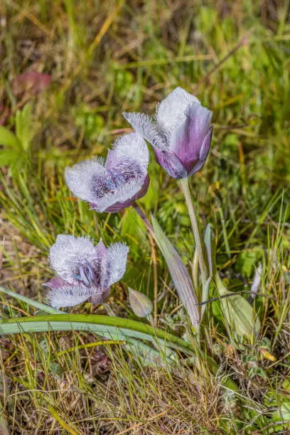 Calochortus tolmiei is a North American species of flowering plant in the lily family known by the common names Tolmie's star-tulip and pussy ears. Abbotts Lagoon, Point Reyes National Seashore, California.
