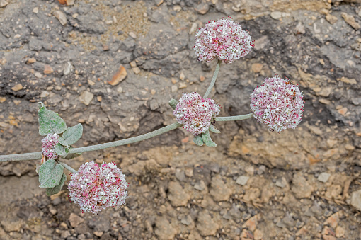 Eriogonum latifolium is a species of wild buckwheat known by the common names seaside buckwheat and coast buckwheat and found in Point Reyes National Seashore. Abbotts Lagoon, Marin County, California.