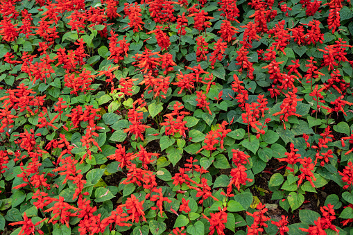 Salvias provide colorful spikes of densely packed flowers with tubular blossoms atop square stems and velvety leaves.