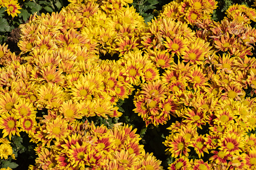 Yellow chrysanthemums frequently symbolize happiness, joy, and celebration.