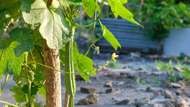 istock Luffa acutangular, fresh Cucurbitaceae greens on a branch in the garden with nature background 1679465022