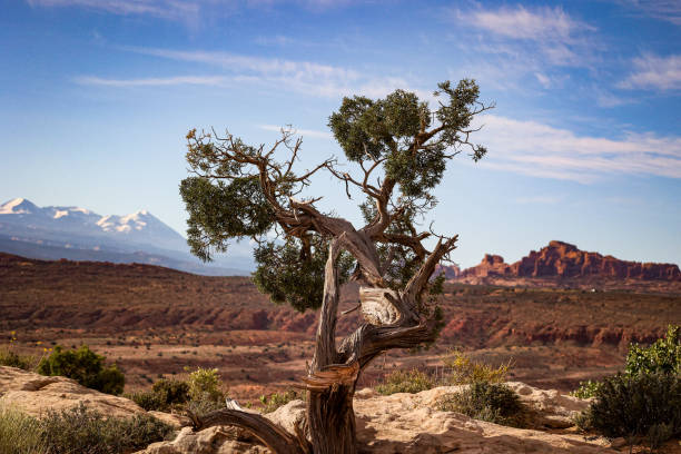 Craggy, gnarly Utah Juniper Trees in Canyonlands National Park, near Moab, Utah in the southwestern United States.