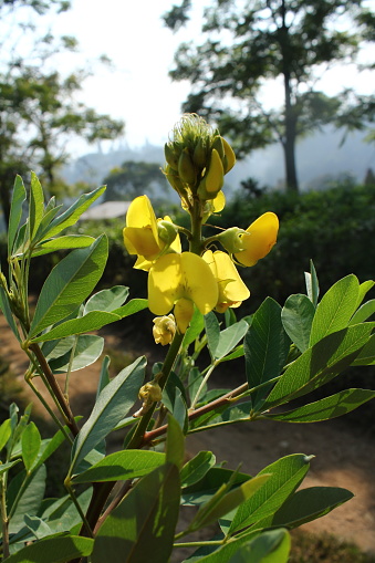 A set of rattlepod (Crotalaria spectabilis) yellow flowers from a front view on the extremity of a raceme.